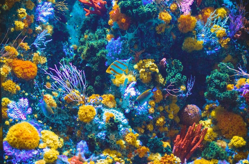 Coral reefs